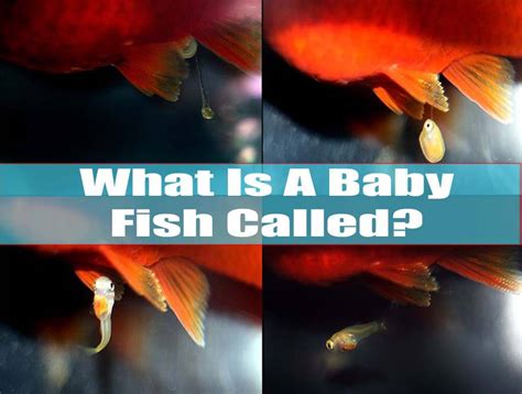 Baby Fish 的图像结果