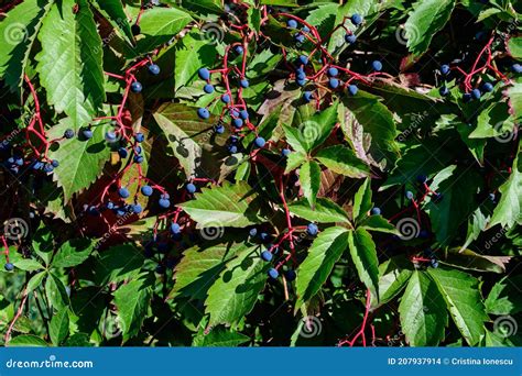 Background with Many Large Green Leaves and Blue Berries of ...