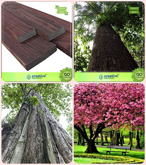 creative farmer Gardening Plant Tree Seeds Indian Rosewood,Malabar Neem ...