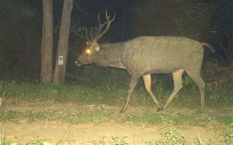 KMTR Kalakad Mundanthurai Tiger Reserve, Tirunelveli TamilNadu