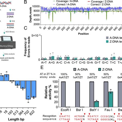 Image result for Z-DNA Function