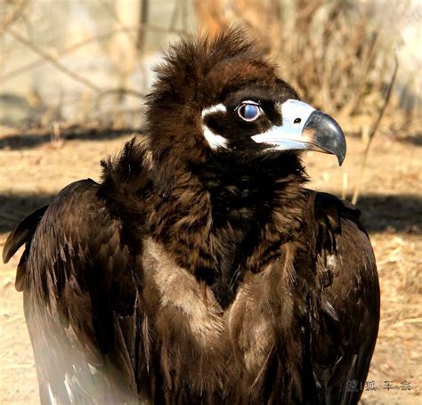 秃鹫与非洲小女孩的悲惨故事，秃鹫都吃什么?(2)_法库传媒网