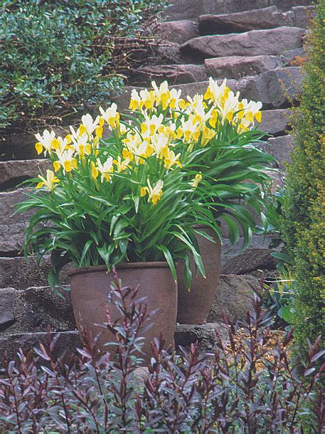 Image result for Spring Bulbs in Containers