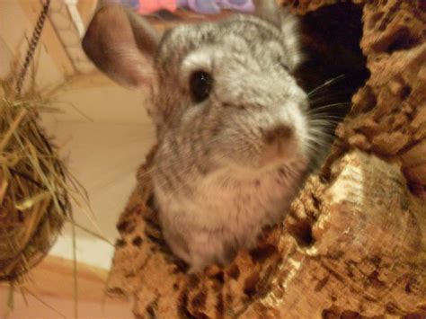 Nagetiere Allgemein Kleinanzeigen | Nagetiere Allgemein Annoncen ...