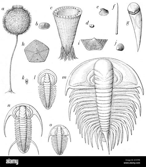 Era Paleozoic Cambrian Period Life Periods Fossils Timeline Permian ...