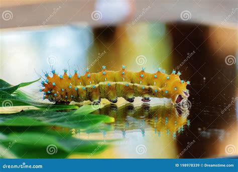 Yellow Beautiful Caterpillar with Spikes in Nature. Stock Image - Image ...