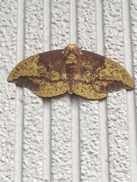 Image result for Moth Identifier