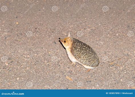The Long-eared Hedgehog in Desert Stock Photo - Image of considered ...