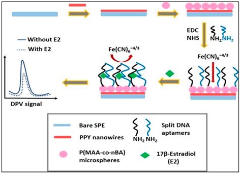 Enhancing Electrochemical Biosensor Performance for 17β-Estradiol ...