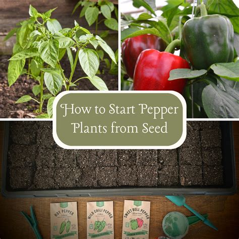 How To Grow Pepper Plants From Seeds: A Beginner’s Step-by-Step Guide ...