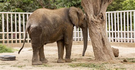 Ailing Elephant Madhubala in Desperate Need of a New Home - FOUR PAWS ...