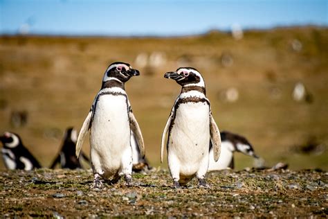 A Guide to Patagonia's Wildlife | Red Savannah