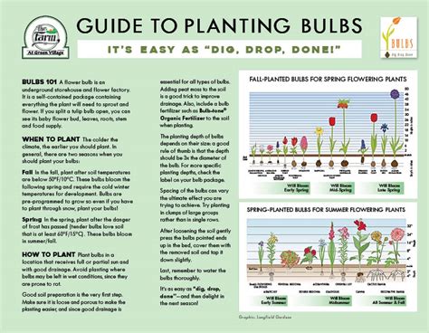 Image result for Bulb Planting Guide
