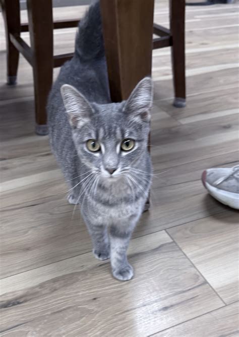 Adopt - River Valley Animal Rescue