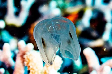 Are There Safe Jellyfish