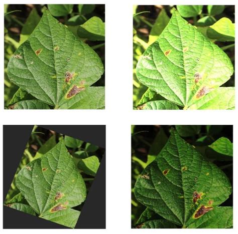 Improvement of the YOLOv5 Model in the Optimization of the Brown Spot ...