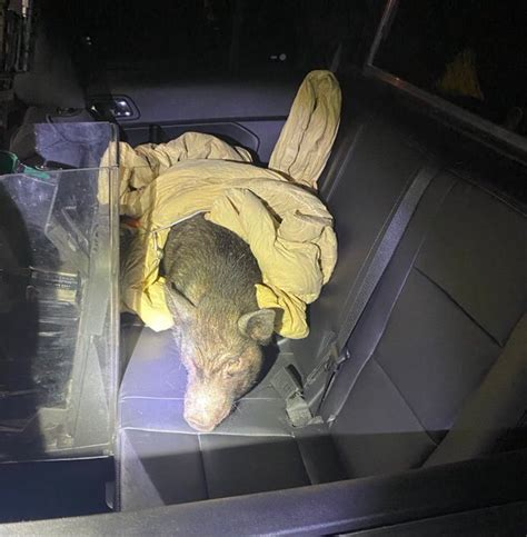 Lost pig on Perry County roadway rescued by state police - pennlive.com