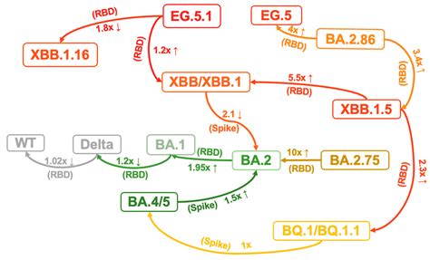 Evolution of the SARS-CoV-2 Omicron Variants: Genetic Impact on Viral Fitness