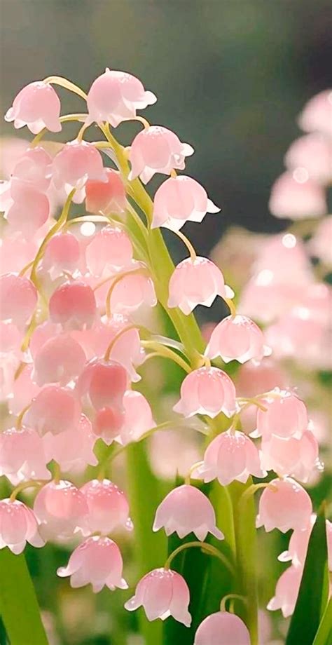 Pink Lily of the Valley Flowers with Water Droplets