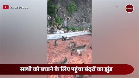 Monkey and Python 的图像结果