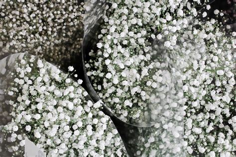 Baby Breath Wallpapers - Top Free Baby Breath Backgrounds - WallpaperAccess