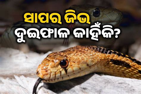 Knowledge: ସାପର ଜିଭ ଦୁଇ ଫାଳ କାହିଁକି? ମହାଭାରତ କାହାଣୀରେ ହିଁ ଲୁଚିଛି ଏହାର ...