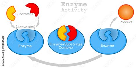 Enzyme Activity Process 的图像结果