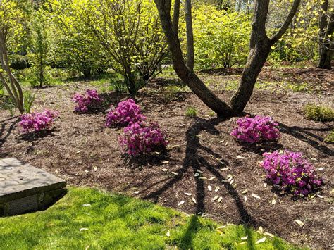 The Martha Stewart Blog : Blog Archive My Azaleas are Blooming - The ...