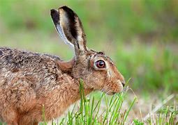 Image result for Wild Hare