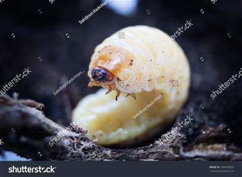 593 Larva Stag Beetle Images, Stock Photos & Vectors | Shutterstock