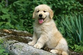 Image result for Golden Retriever Screensavers