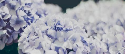 Zahrbock Funeral Home | Madison, MN