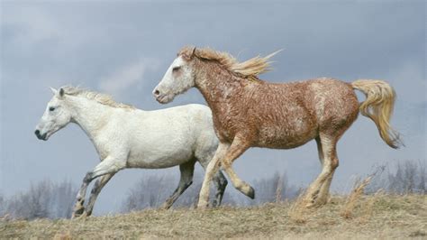 BLM Plans To Round Up Extremely Rare Wyoming Curly-Haired Mustangs ...
