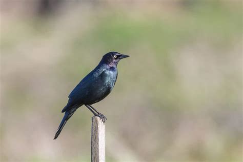 Blackbirds in Minnesota: 13 Beautiful Species You Might See