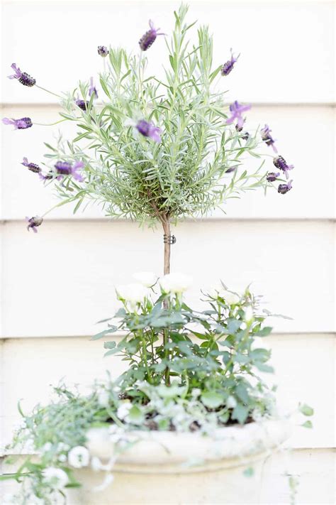 Lavender Plants Indoors