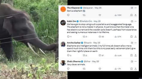 Elephant Handles Electric Fence With Its Display Of Strength And ...