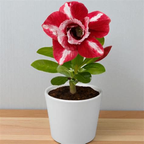 Buy Adenium R33 Hybrid - Bold Layered Bloom Desert Rose – Plant Orbit