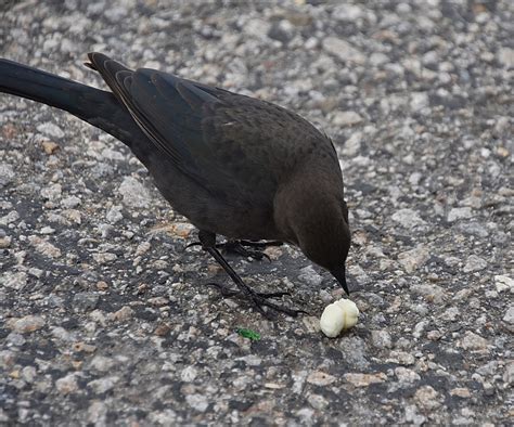 Black Bird Eating Popcorn Photo Free Stock Photo - Public Domain Pictures
