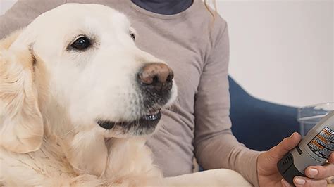 How to Trim Your Dog’s Nails At Home | Dremel