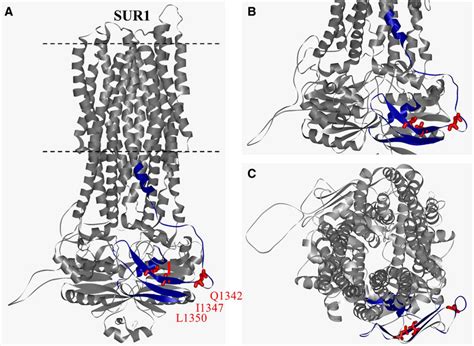 Image result for sulfonylurea