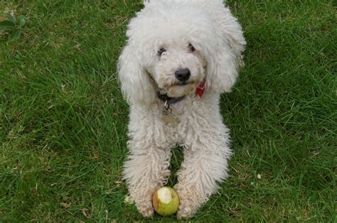 Can Dogs Have Pears? Diet Guide and Tips