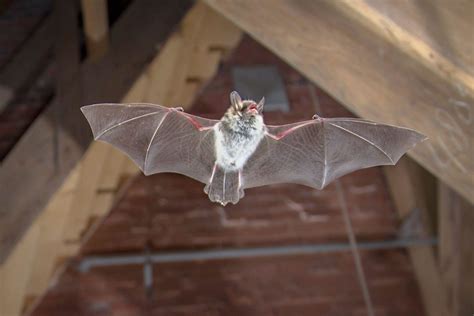 Natters bat flying inside building - Animal Capture Wildlife Control