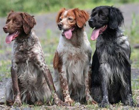French Brittany vs Boykin Spaniel - Breed Comparison