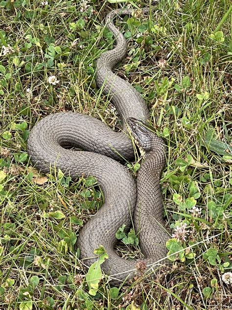 Cute Harmless Snakes In Kentucky Freshwater
