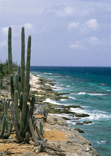 Cactus | Description, Distribution, Family, & Facts | Britannica