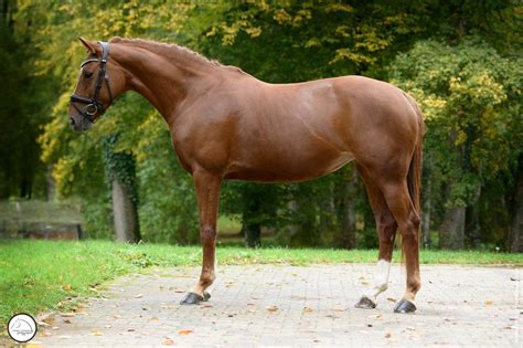 Selle Francais Horse