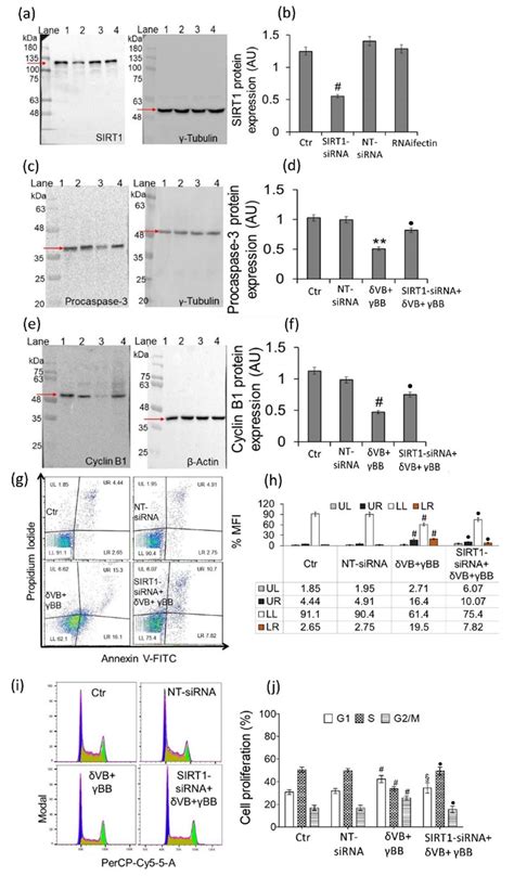 Synergistic Effect of Dietary Betaines on SIRT1-Mediated Apoptosis in ...