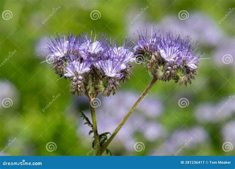 Lacy Phacelia (phacelia Tanacetifolia) Flowers Stock Image - Image of garden, boraginaceae ...