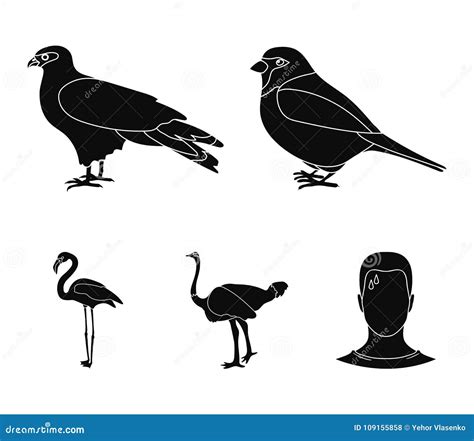 Sparrow and Other Species. Birds Set Collection Icons in Black Style ...