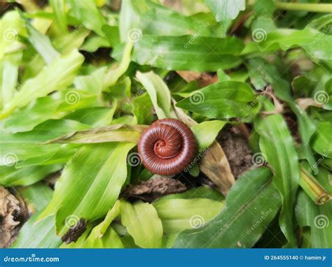 The Little Millipedes stock photo. Image of body, pairs - 264555140